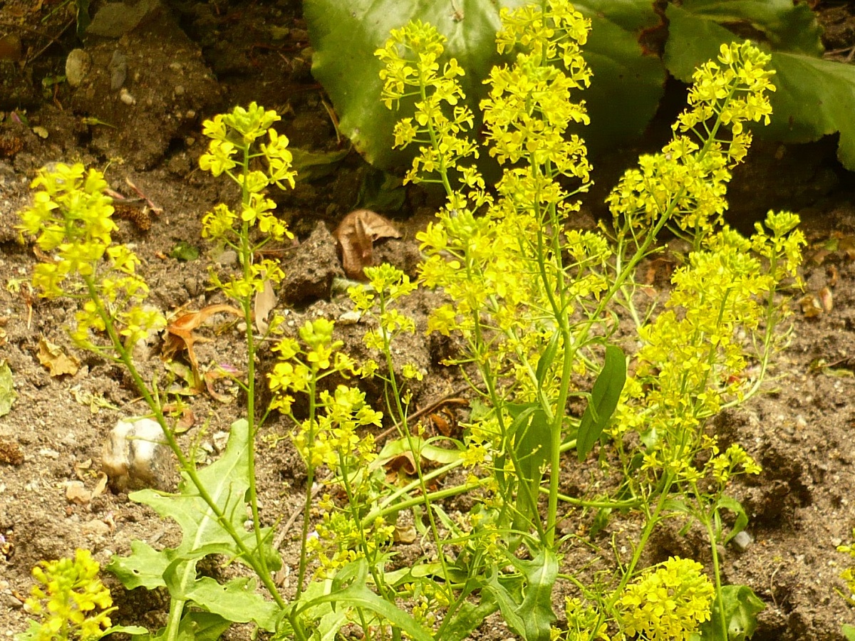 Sisymbrium irio (Brassicaceae)